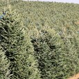 Quality True Blue Fraser Fir