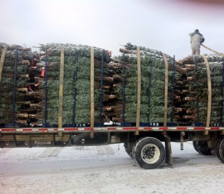 palatalized Christmas trees 