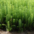 Seedlings