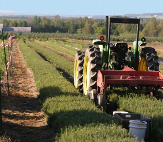 True Blue seedlings