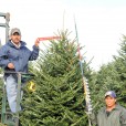 All True Blue Fraser Firs are Pretagged in field before they are cut